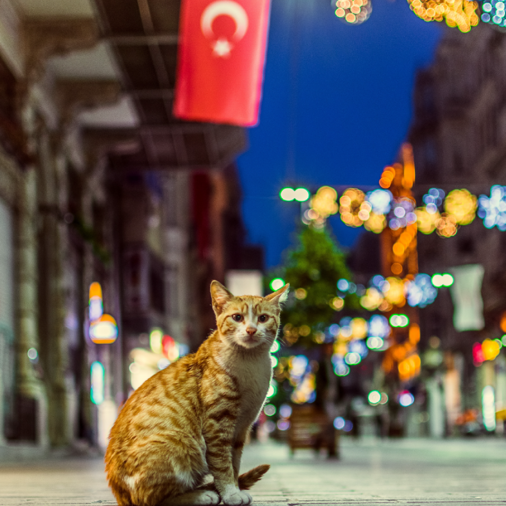 Descubra as riquezas culturais da Turquia