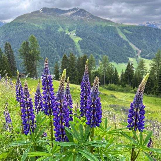 VIAGEM DE VERÃO AOS ALPES SUÍÇOS